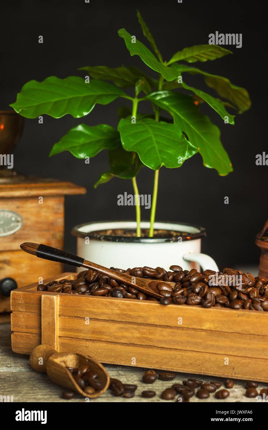 Coffee beans and coffee seedlings. Coffee trading. Crop production. Advertising the café Stock Photo