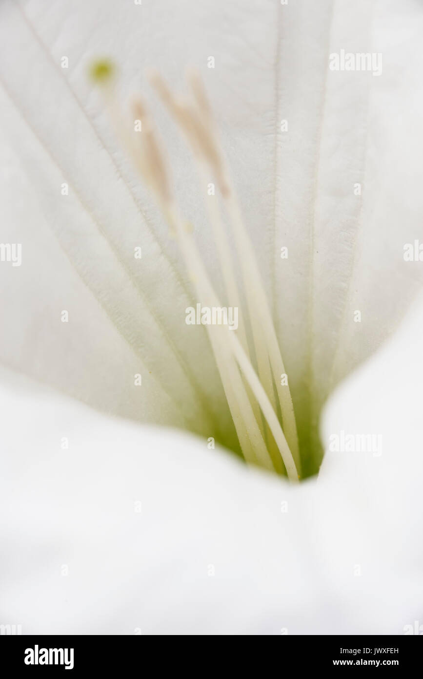 Datura Blossom Jimson Weed Stock Photo Alamy