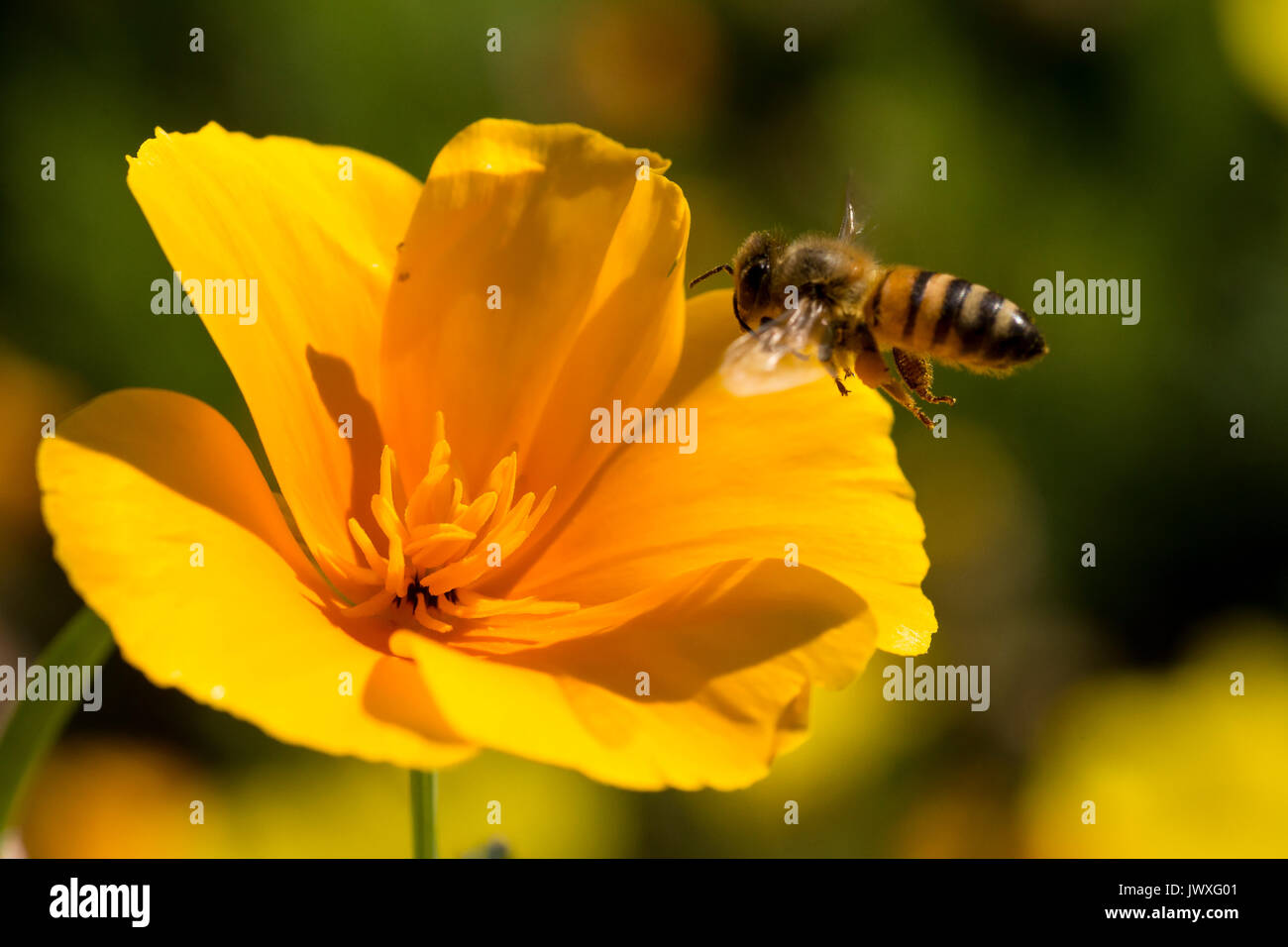 A honeybee (Apis Mellifera) approaches a California Golden Poppy to get nectar and pollinate the California native plant. Stock Photo