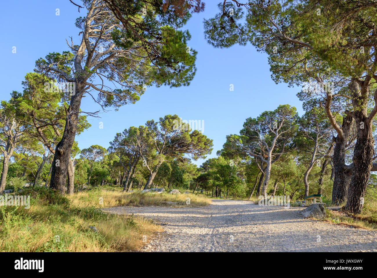 Pine alley hi-res stock photography and images - Alamy