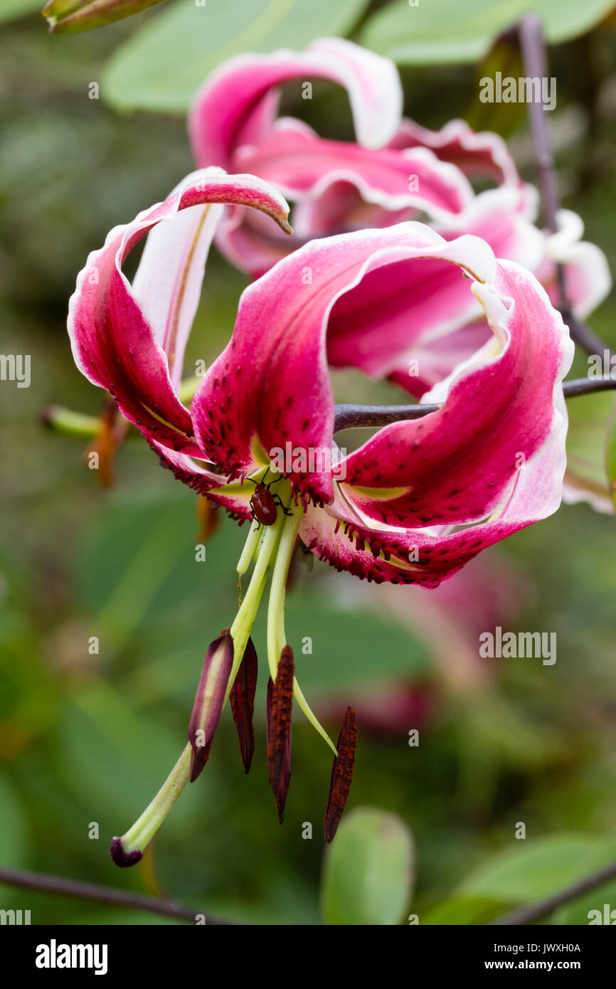 Single turkscap flower of the Orienpet lily, Lilium 'Black Beauty'.  There is a scarlet lily beetle, Lilioceris lilii on the flower stamens Stock Photo