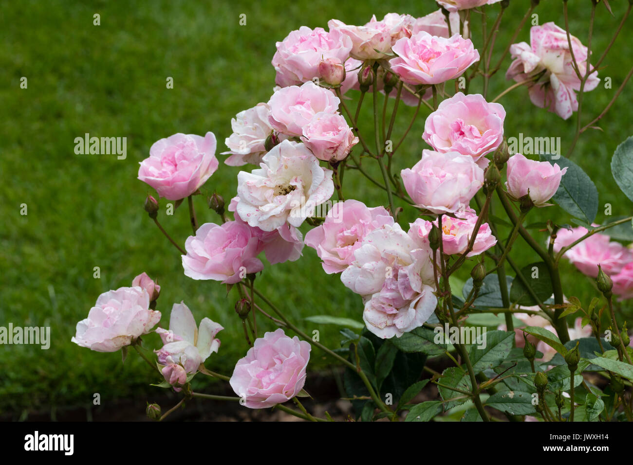 Pink blooms of the semi double dwarf polyantha rose, Rosa 'Nathalie Nypels' Stock Photo
