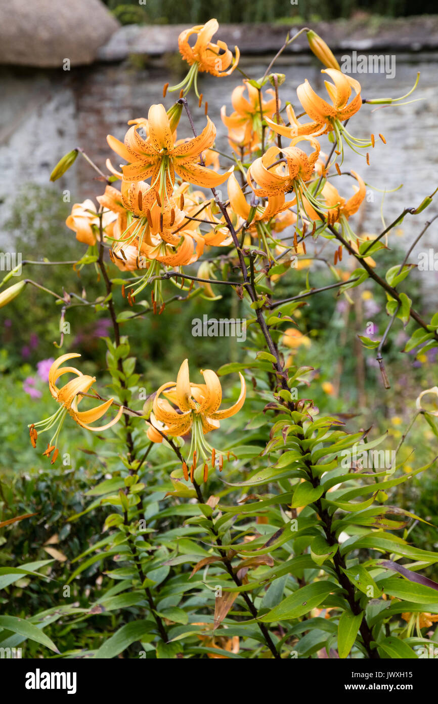 Reflexed orange petals in the turkscap flowers of the late summer flowering lily, Lilium henryi Stock Photo