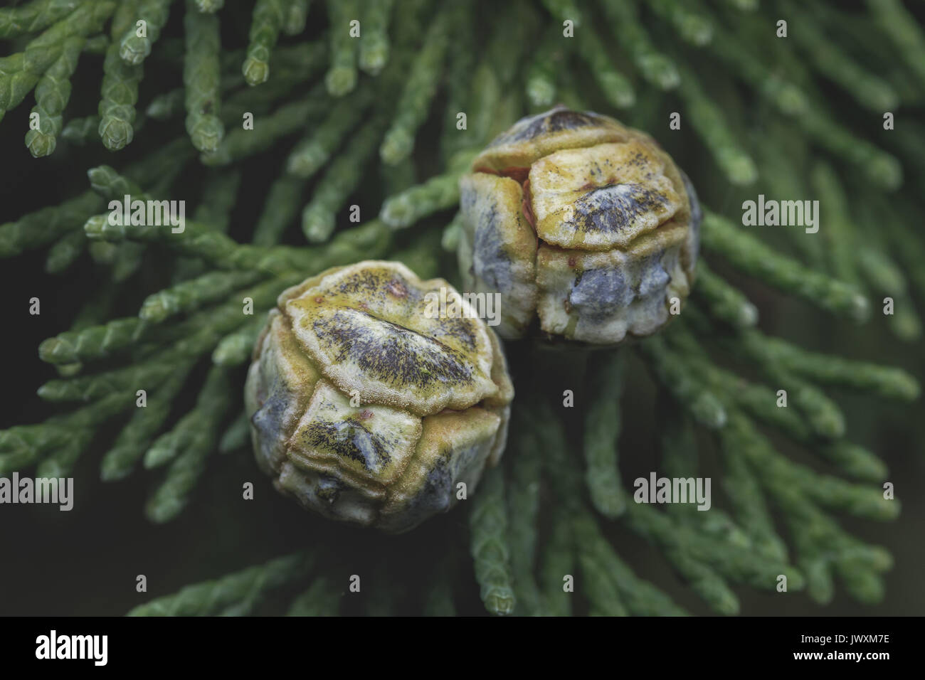 Macro photography of two your cones of a conifer tree chamaecyparis lawsoniana Stock Photo