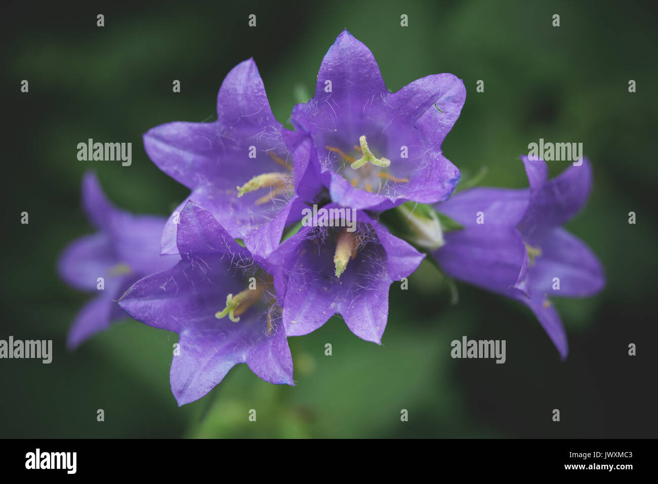 Plants Photography by ProColour Photography Stock Photo