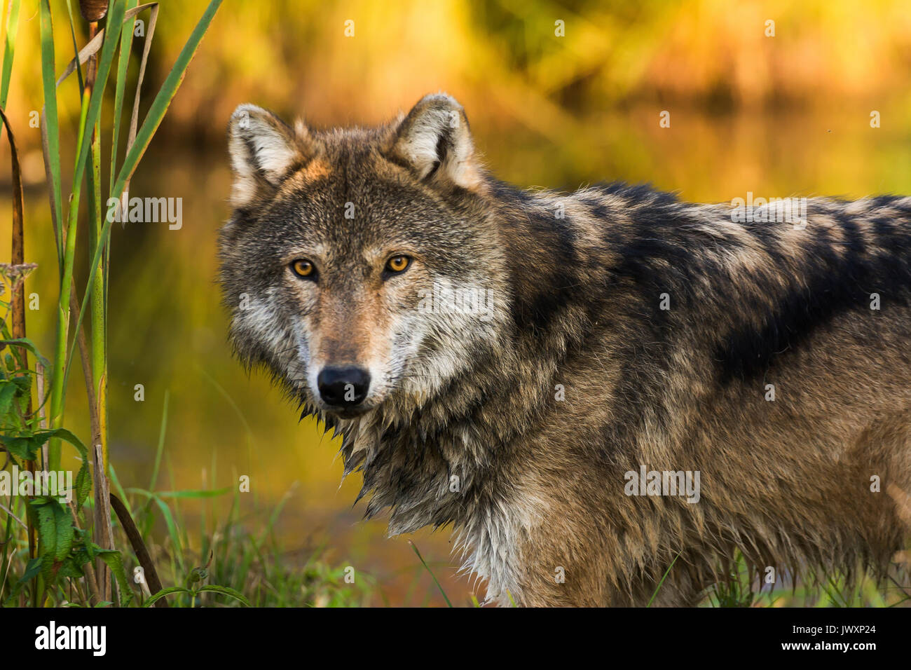Gray wolf (Canis lupus) Captive male wolf approx 3 years old. Stock Photo