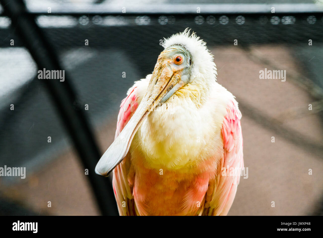 Rose Spoonbill Waterbird High Resolution Stock Photography and Images -  Alamy