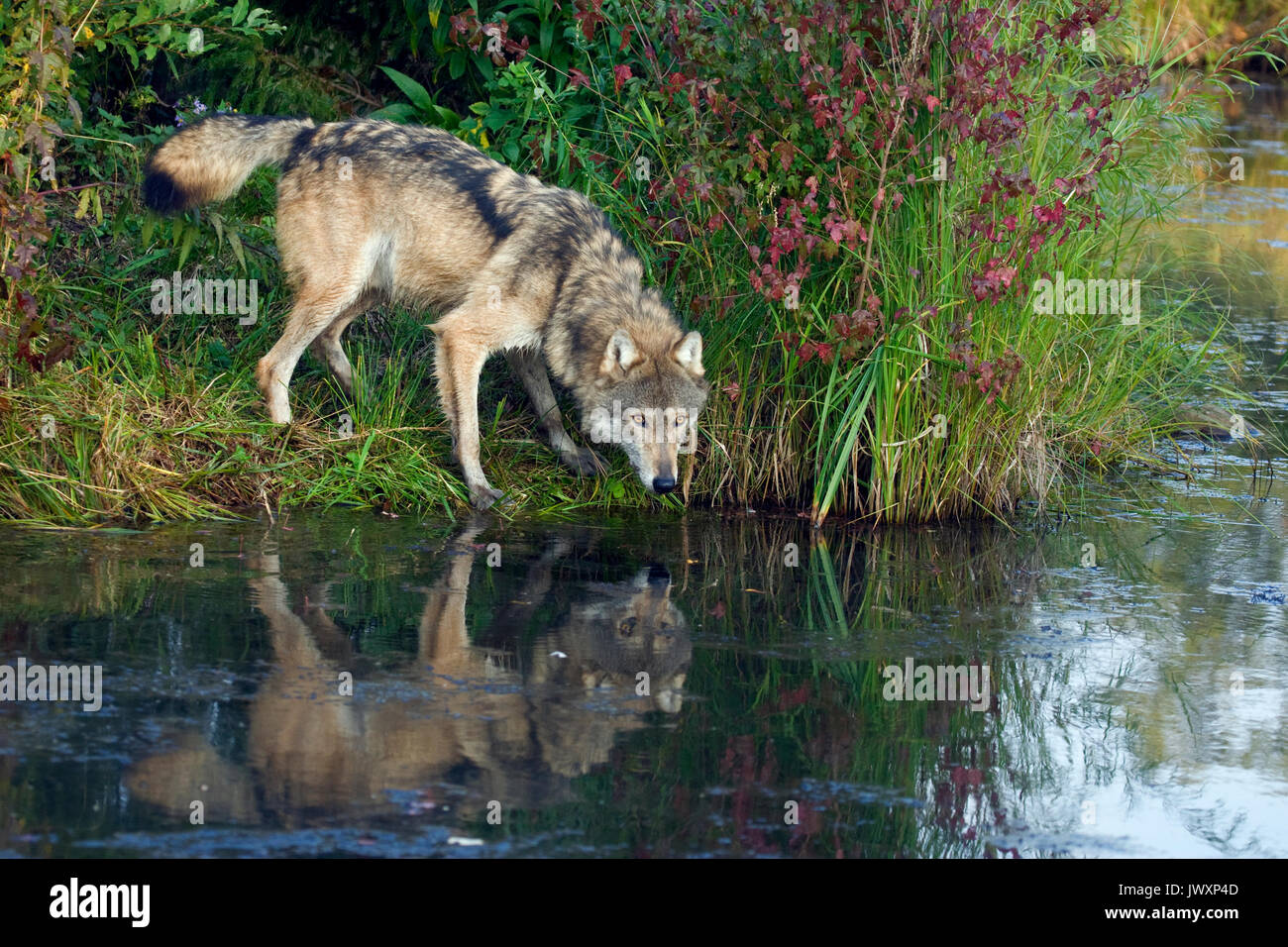Gray wolf (Canis lupus) Captive male wolf approx 3 years old. Stock Photo