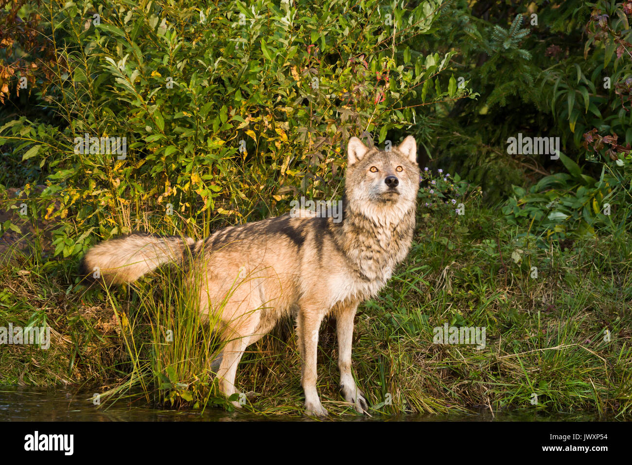 Gray wolf (Canis lupus) Captive gray wolf in fall colors. Stock Photo