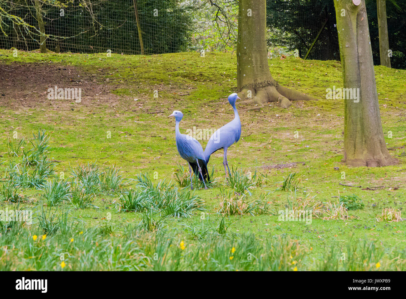 The blue crane (Grus paradisea), also known as the Stanley crane and
