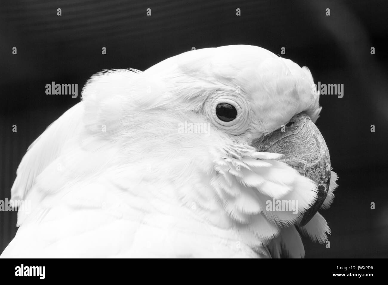 The white cockatoo (Cacatua alba), also known as the umbrella cockatoo, is a medium-sized all-white cockatoo endemic to tropical rainforest on islands Stock Photo