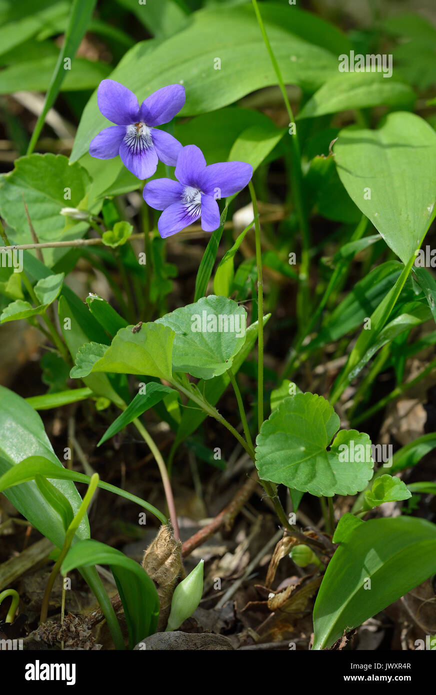 Common Dogviolet Viola riviniana Whole plant with two flowers Stock