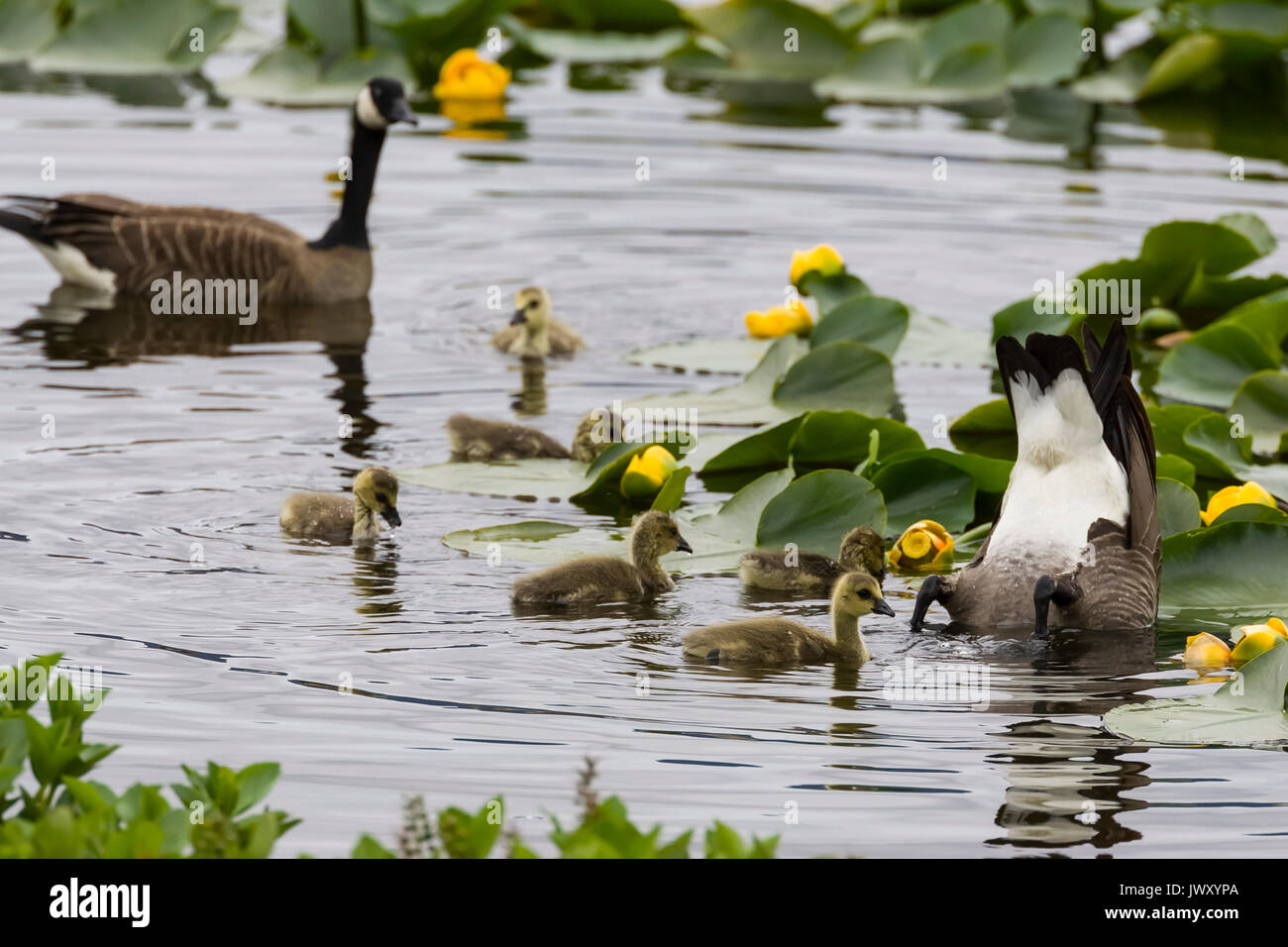 Dusky Canada Goose (Branta canadensis occidentalis) Goose and goslings swimming and feeding in pond with yellow pond lilys, Alaganik Slough, Copper Ri Stock Photo