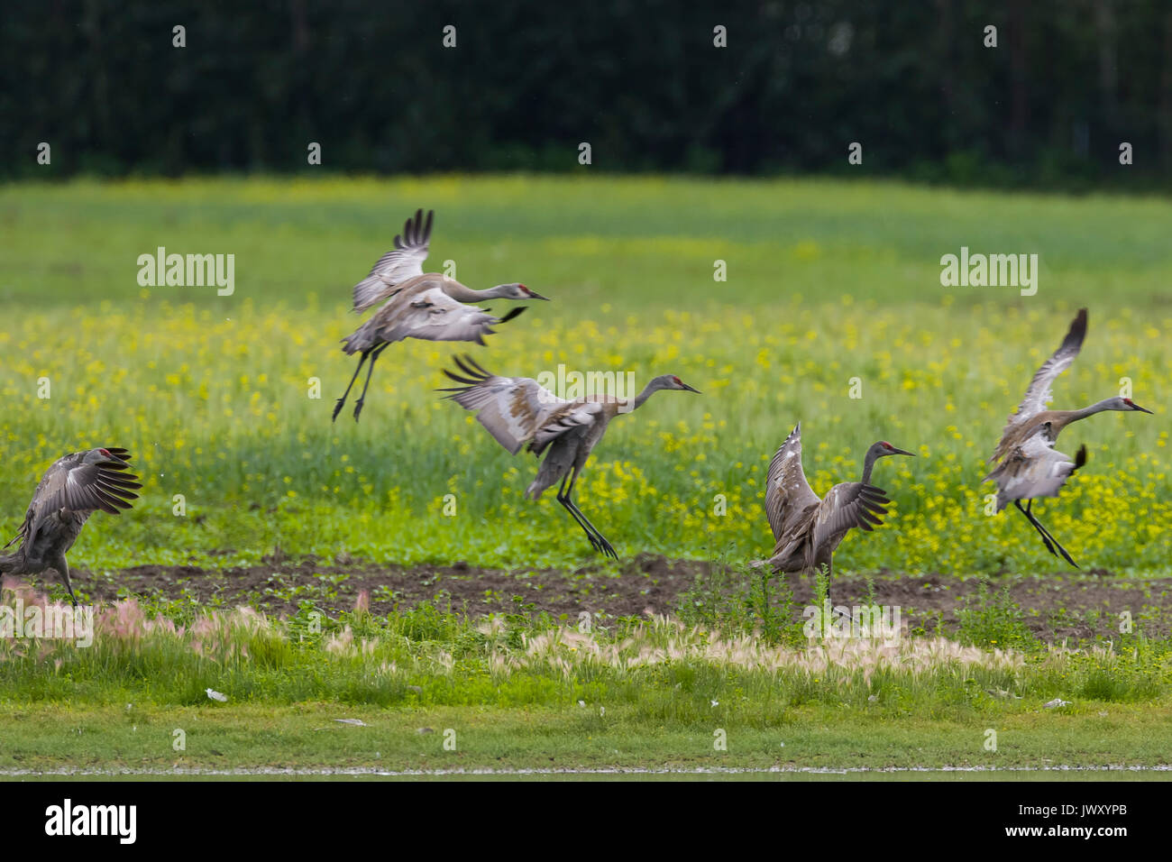 Creamers field migratory waterfowl refuge hires stock photography and