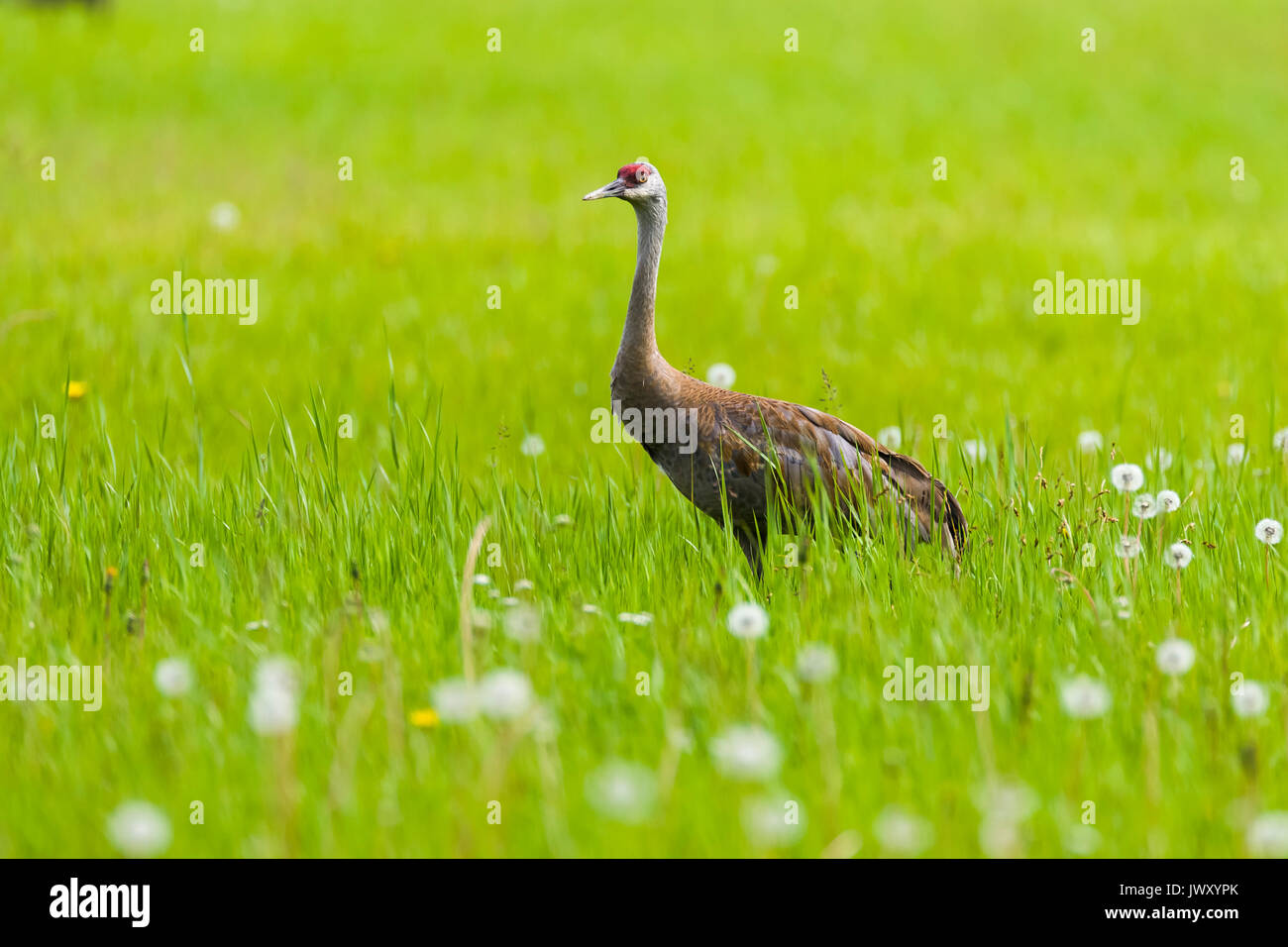 Creamers field migratory waterfowl refuge hires stock photography and