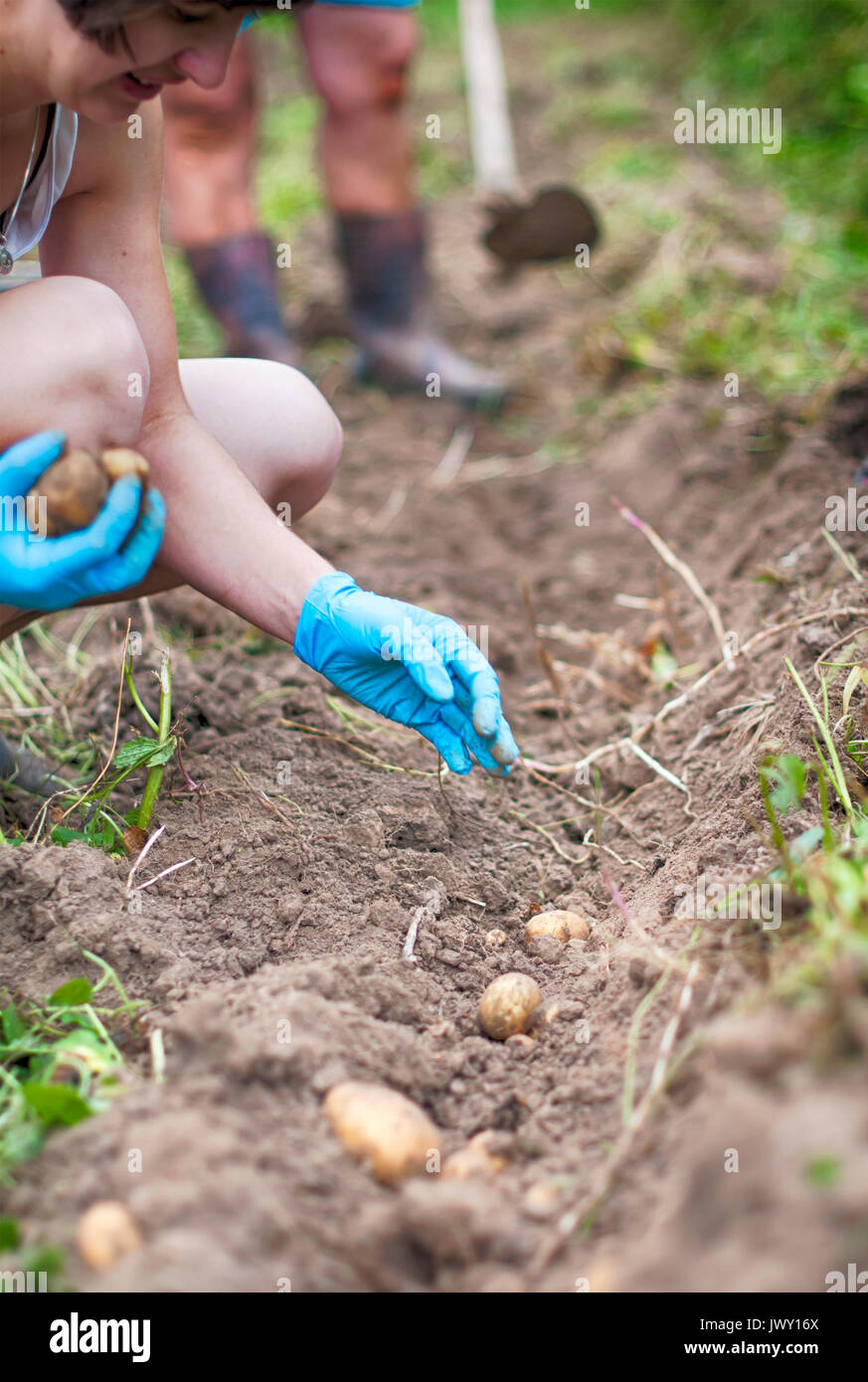 Harvesting potato hires stock photography and images Alamy