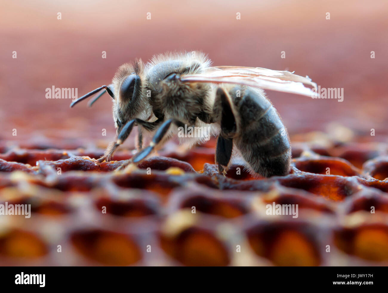 Top view working bee hi-res stock photography and images - Alamy