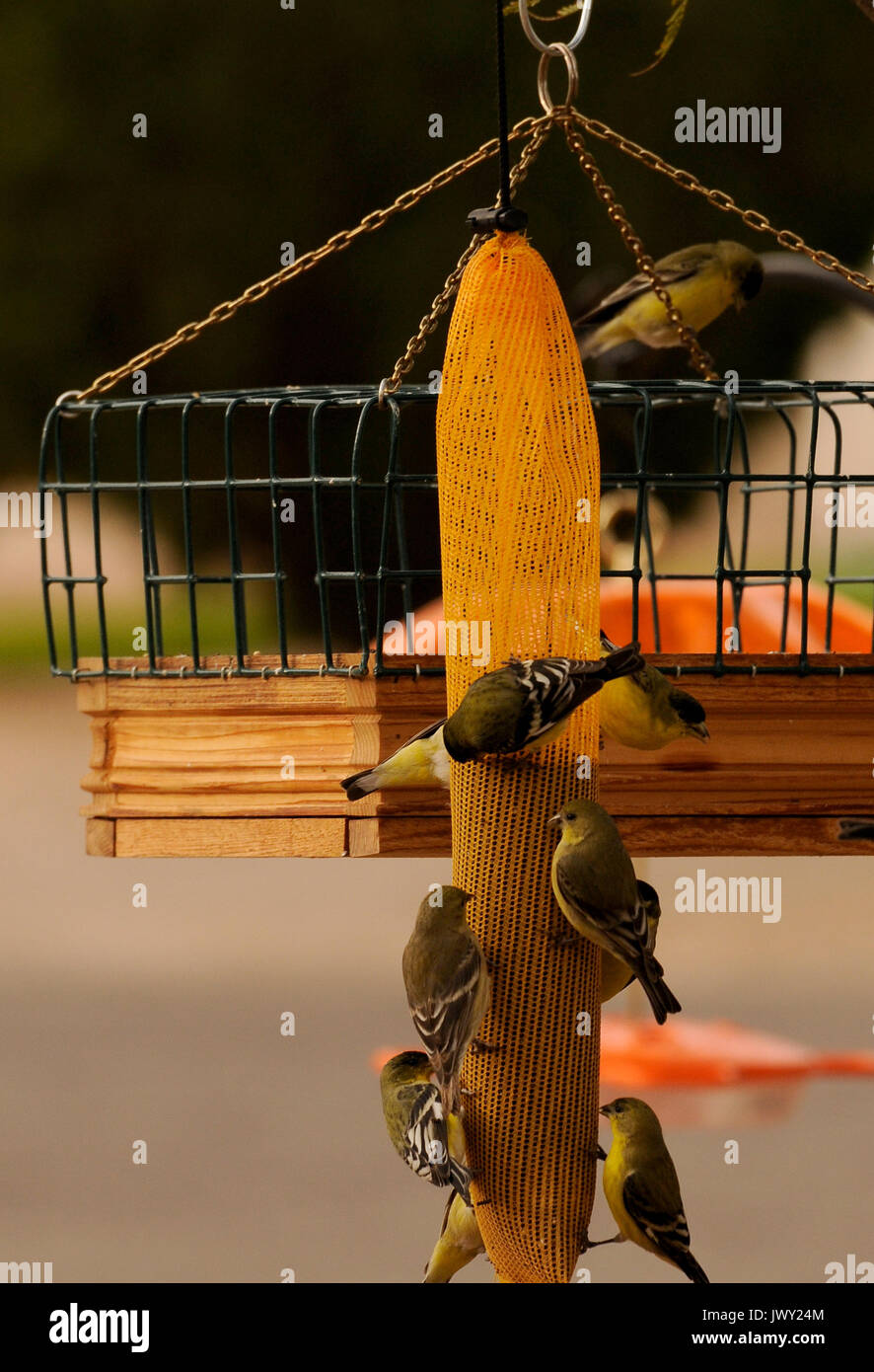 Gale Odion fills one of the 43 bird feeders in the yard of her midtown home, Tucson, Arizona, USA. Stock Photo
