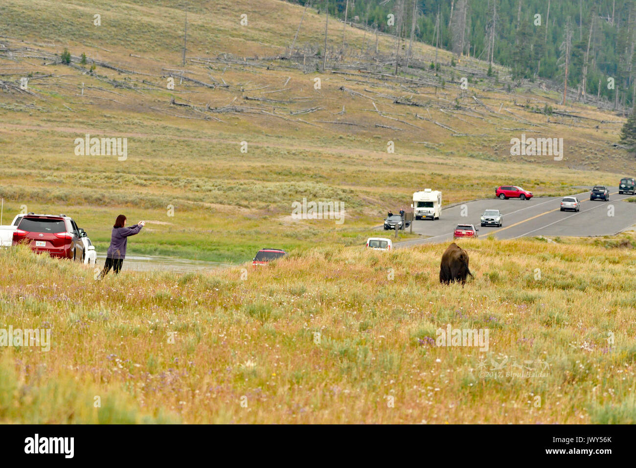 Crazy Women Stepping closer to a Wild Bison Stock Photo