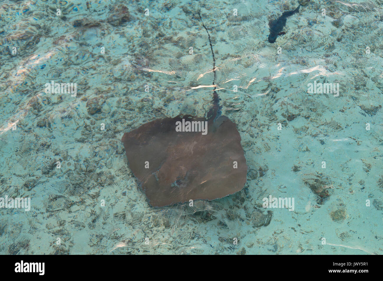 From top picture of Stingray with one barbed stingers on the tail in ...