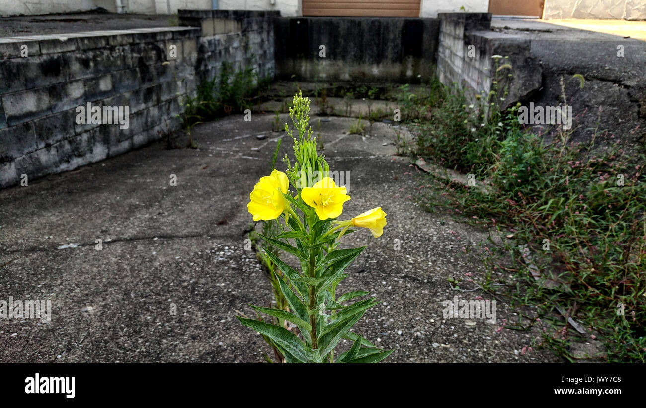 Cracked pavement with flower hi-res stock photography and images - Alamy