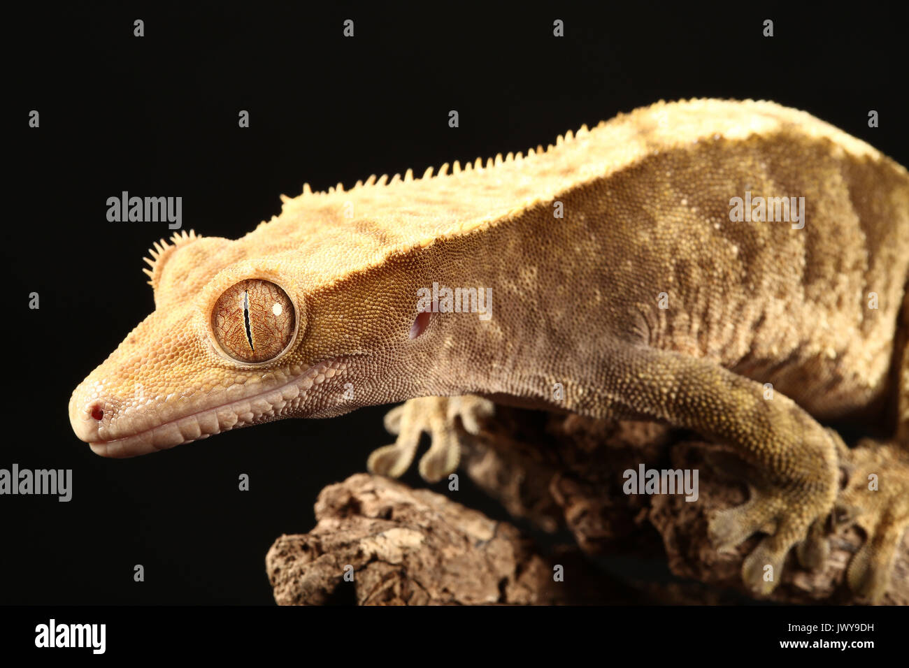 Geko hi res stock photography and images alamy