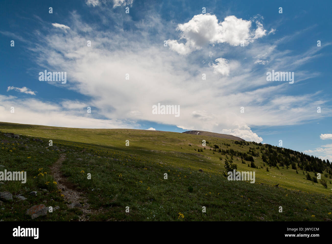 The Sleeping Indian Trail in the Gros Ventre Mountains ascending to the summit of Sheep Mountain, aka the Sleeping Indian, through wildflowers and alp Stock Photo