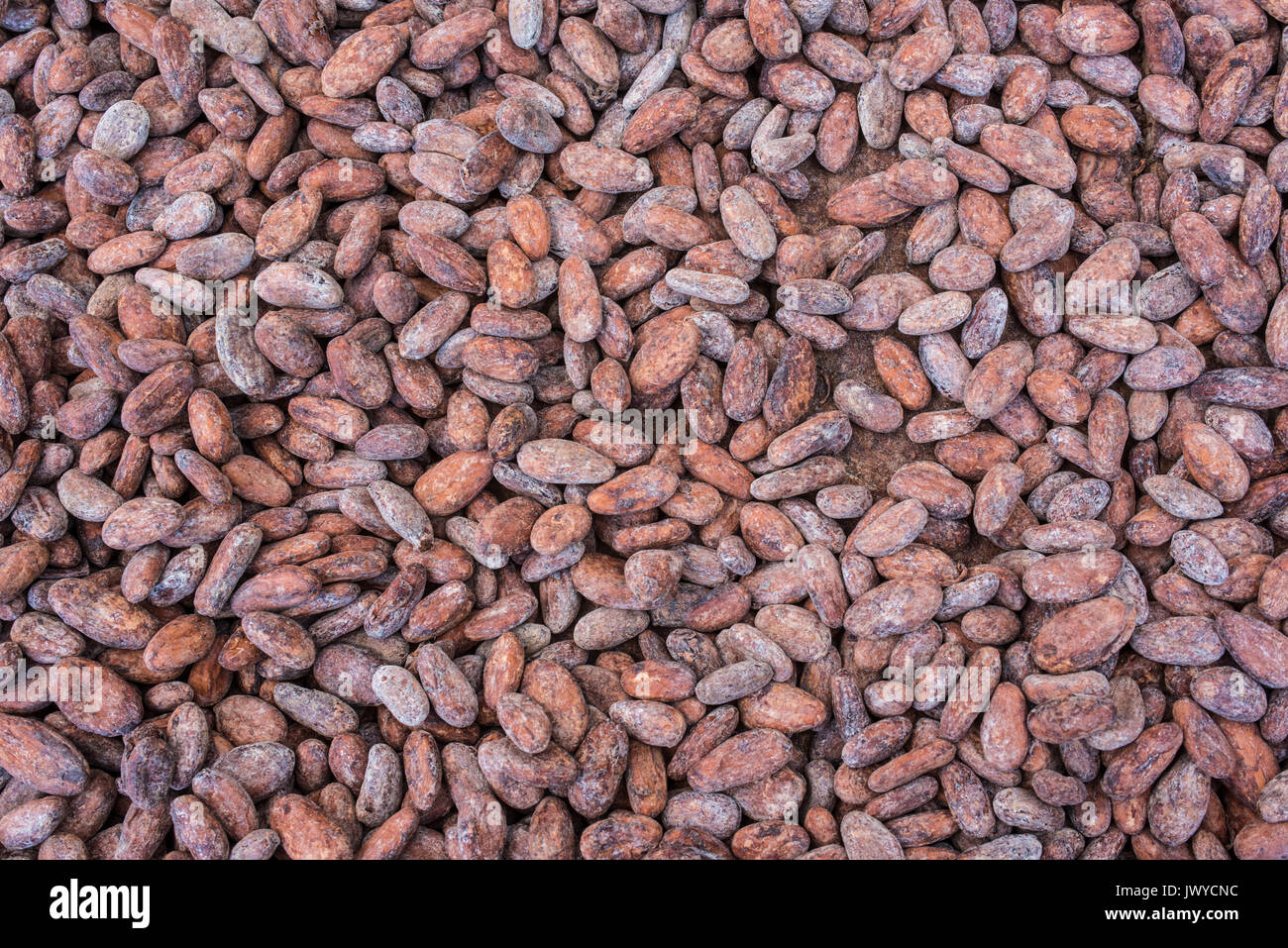 cacao beans Stock Photo