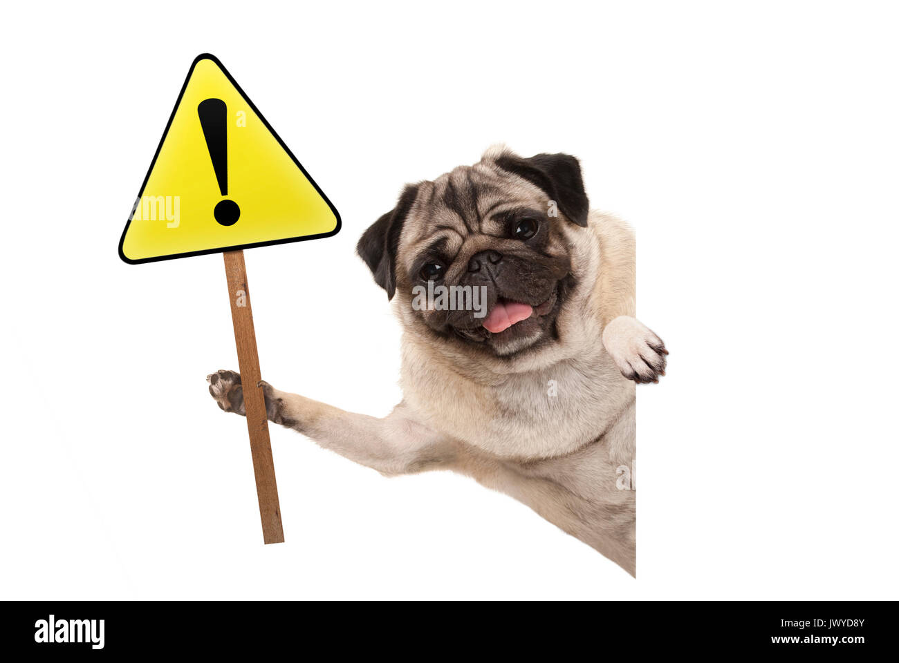 smiling pug puppy dog holding up yellow warning, attention sign with exclamation mark, isolated on white background Stock Photo