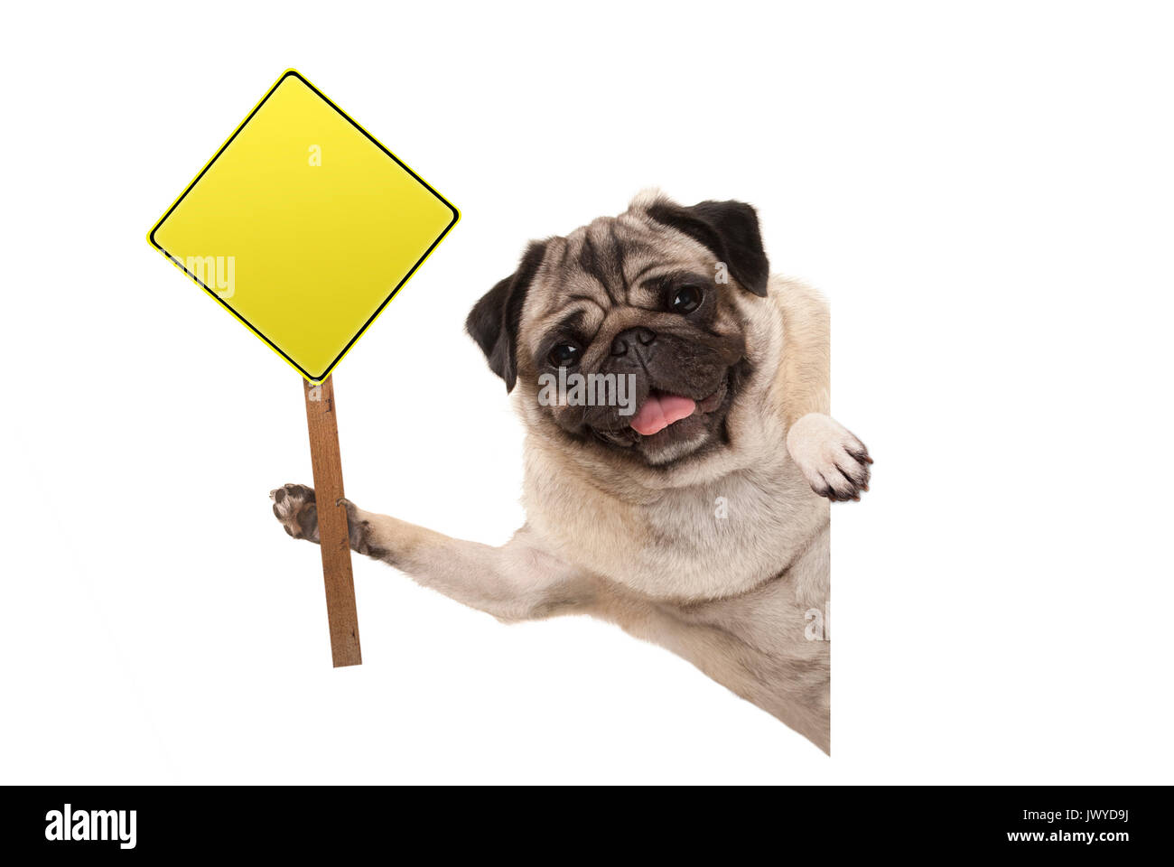 smiling pug puppy dog holding up blank yellow warning, attention sign, isolated on white background Stock Photo