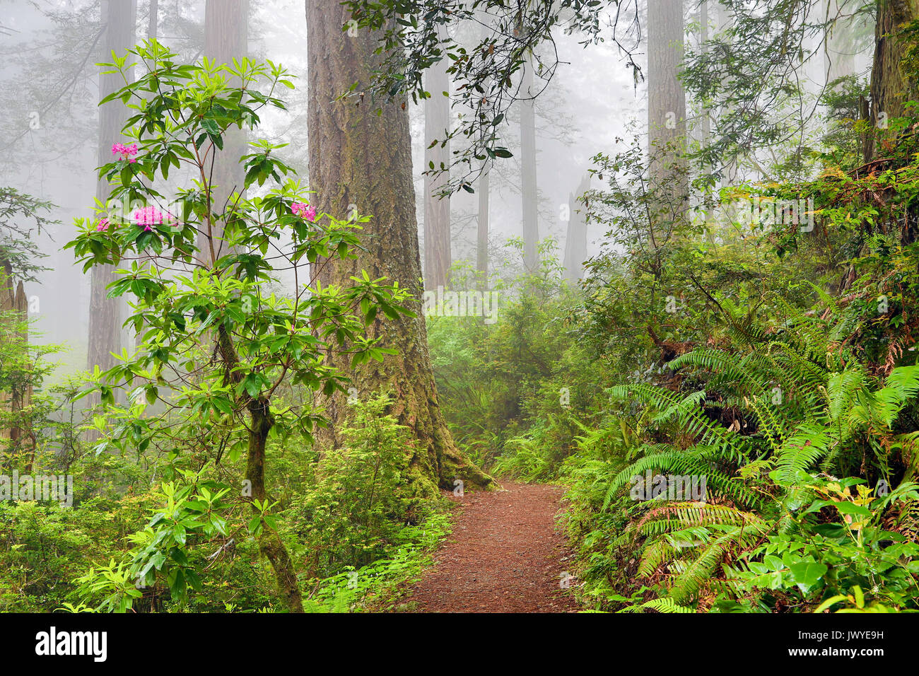 Blooming rhododendrons in the Northern California Redwoods Damnation Creek Trail Del Norte Stock Photo
