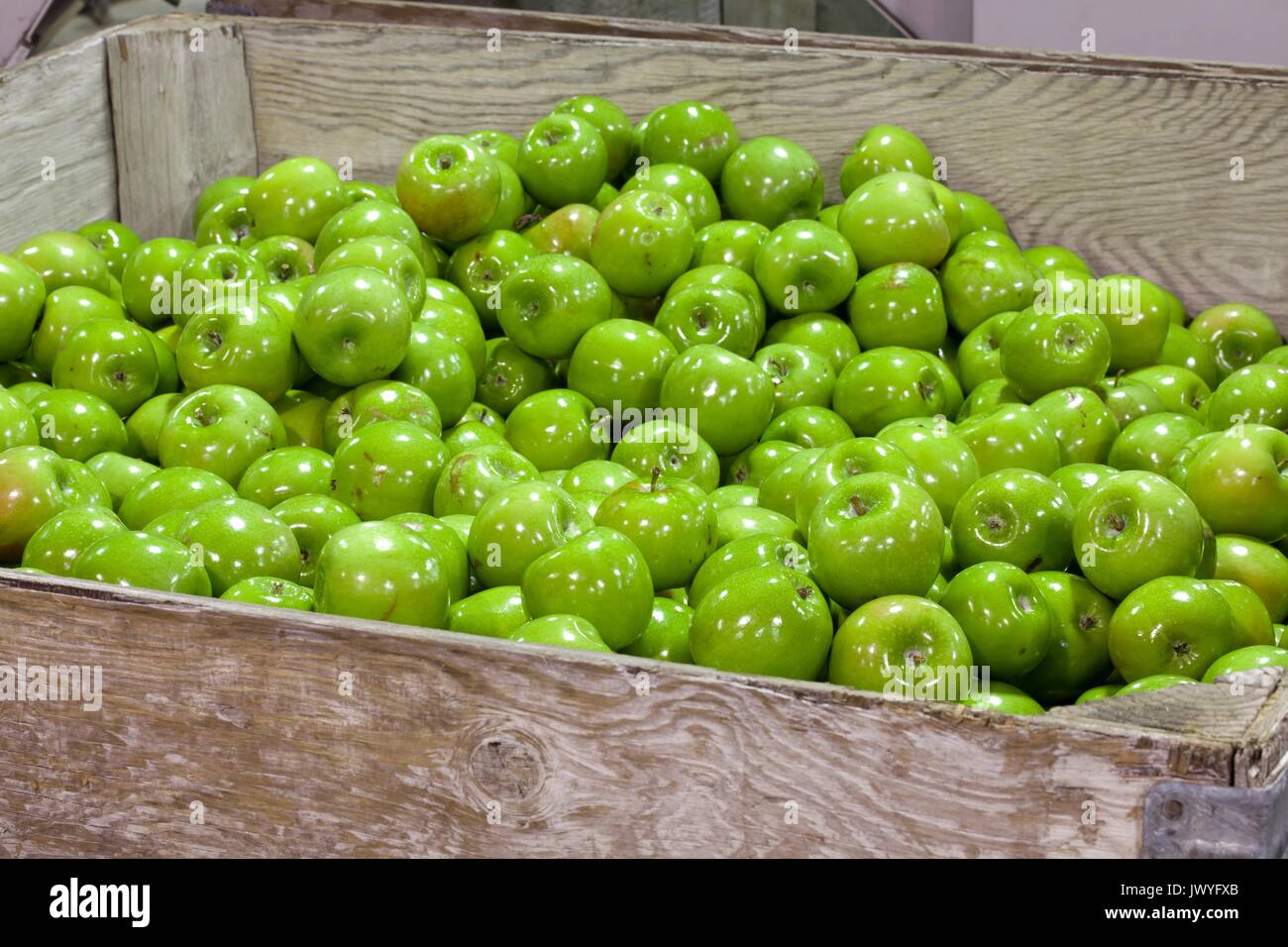 Granny Smith apples being packed in a warehouse Stock Photo