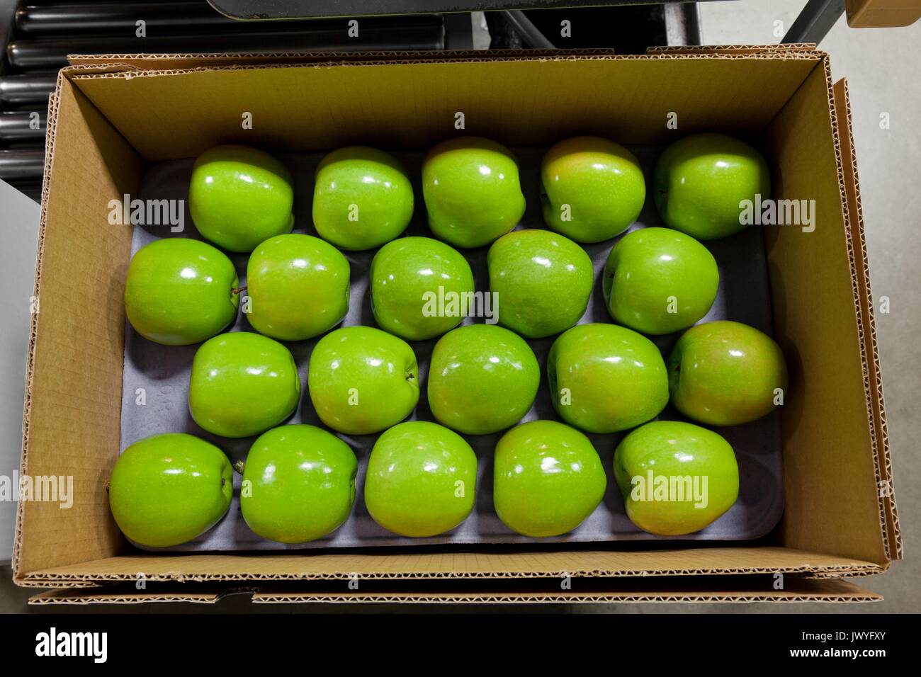 Granny Smith apples being packed in a warehouse Stock Photo