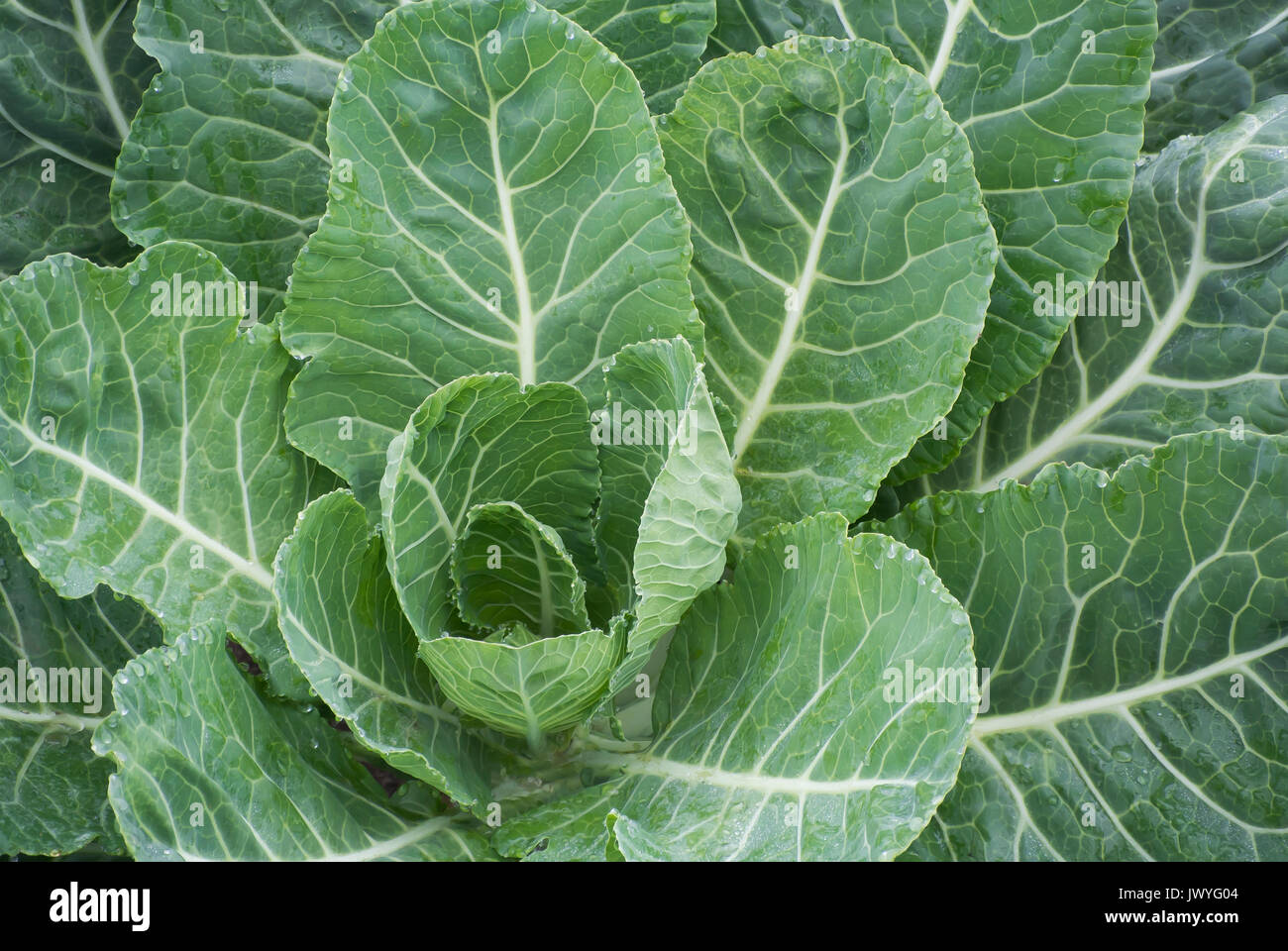 Collard Greens Growing in Field Stock Photo Alamy