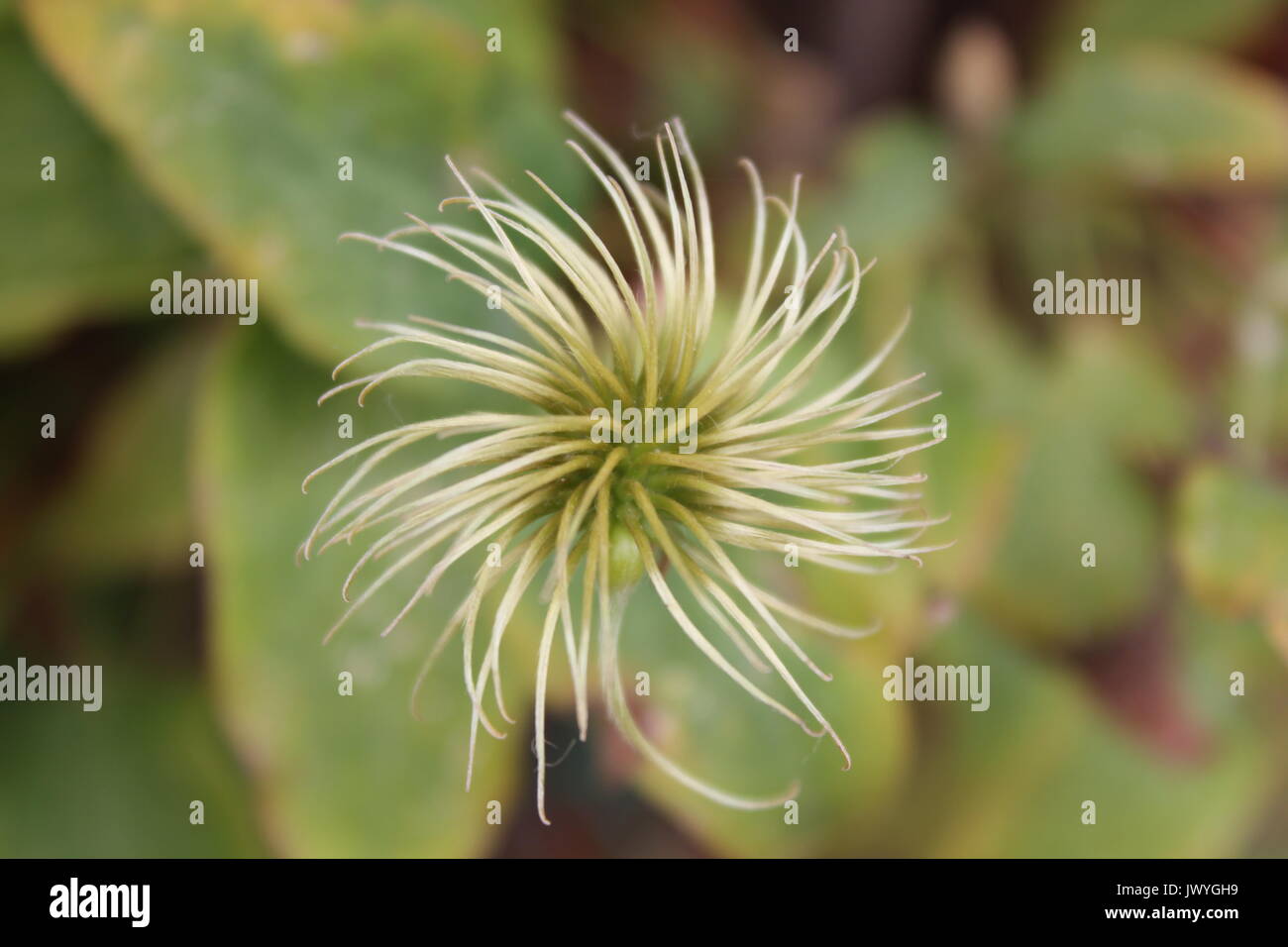 Clematis seed head blossom Stock Photo