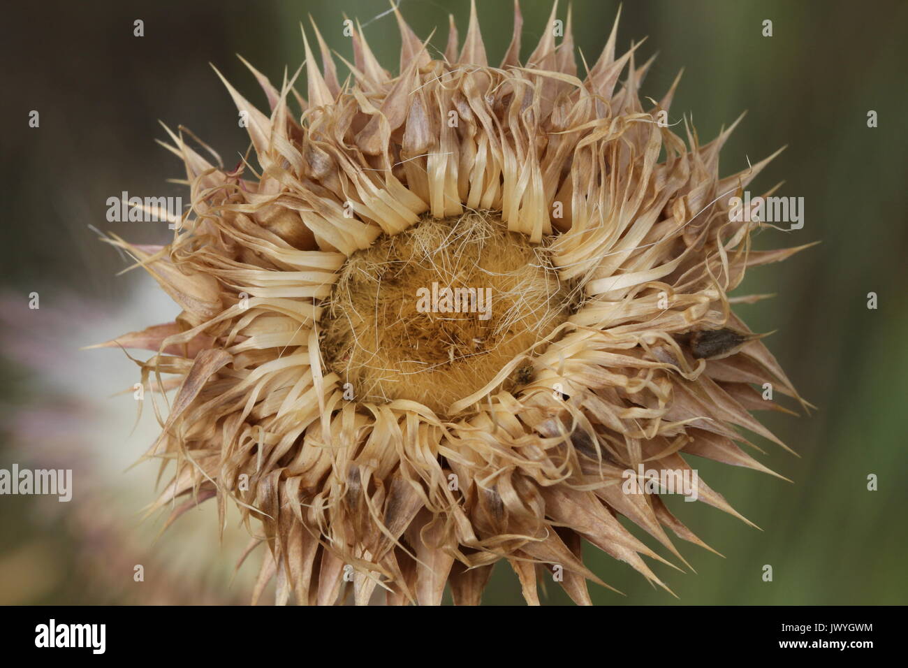 Dried thistle bloom Stock Photo