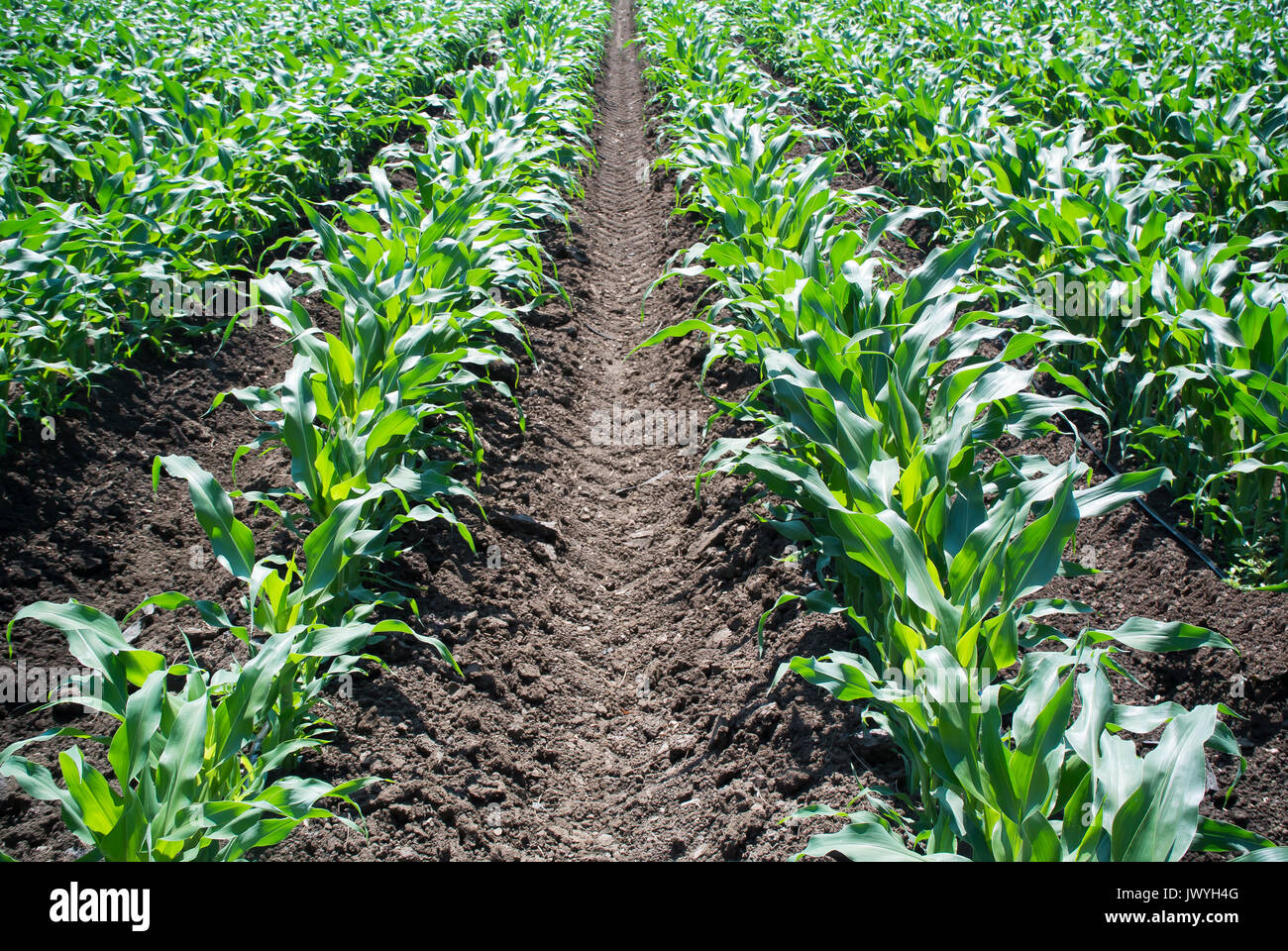 Full grown corn hi-res stock photography and images - Alamy