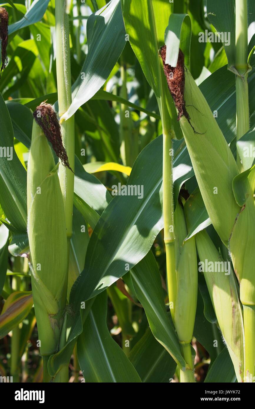 Mature ears of corn growing on stalks in a field, Ontario, Canada Stock