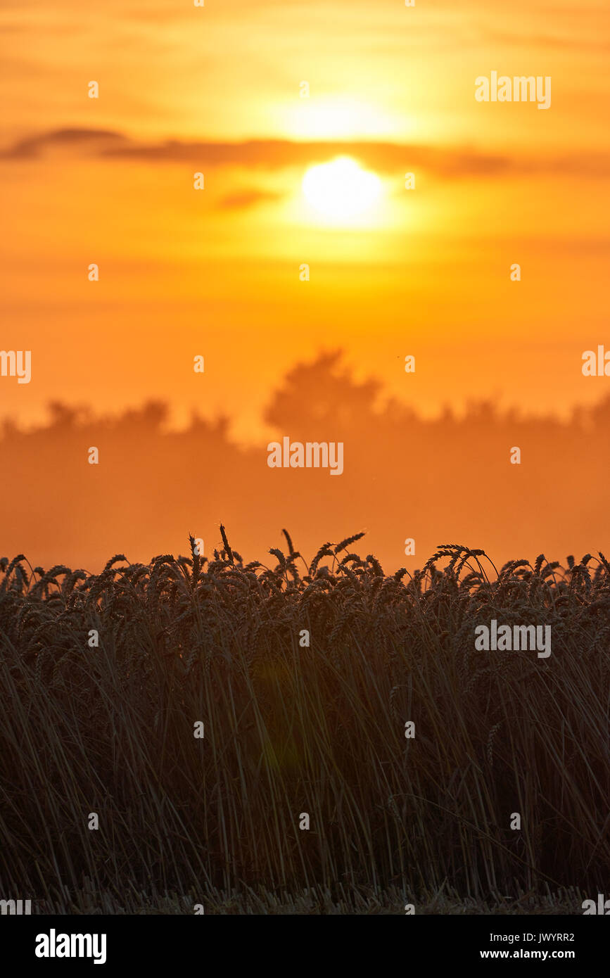 wheat field in sunset before harvest Stock Photo - Alamy
