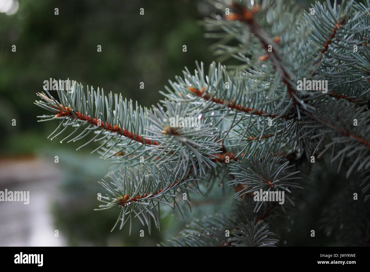 Water droplets on a blue spruce branch in a Glebe garden, Ottawa, Ontario, Canada. Stock Photo