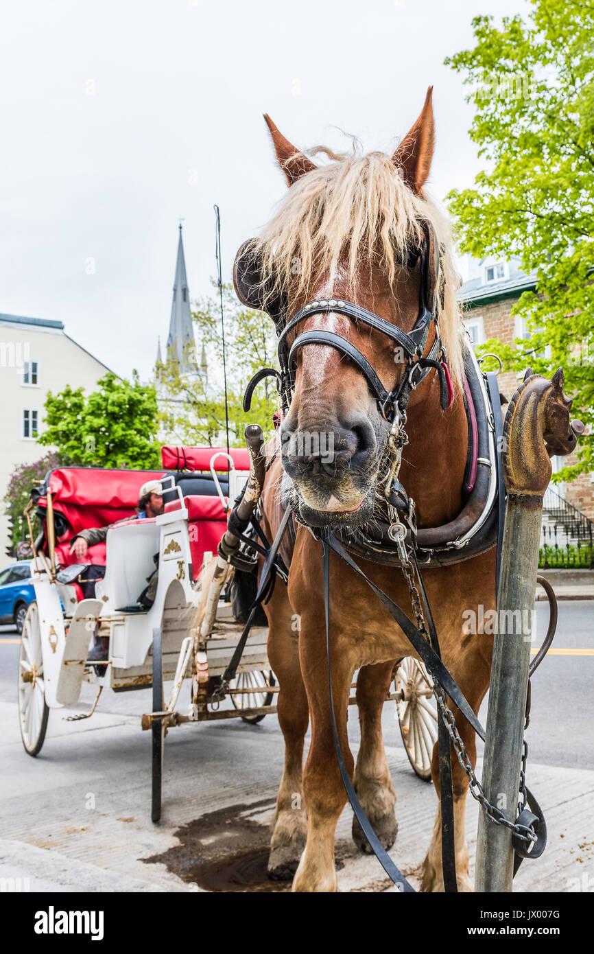 Horse carriage quebec hi-res stock photography and images - Alamy