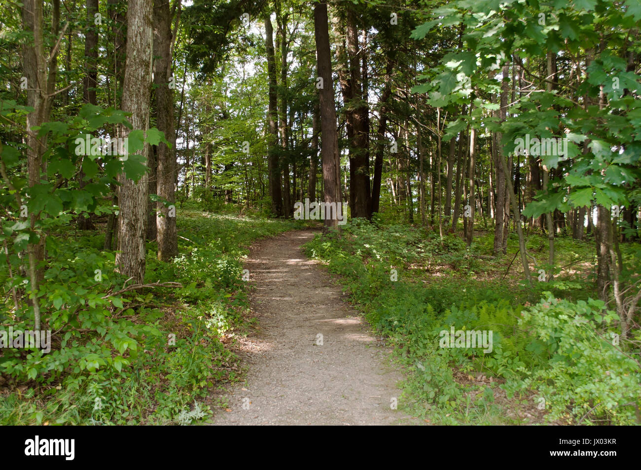 Dirt path through the woods Stock Photo