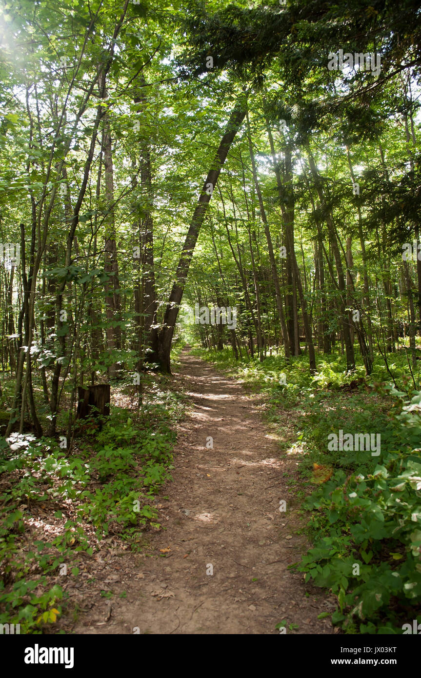 Dirt path through the woods Stock Photo