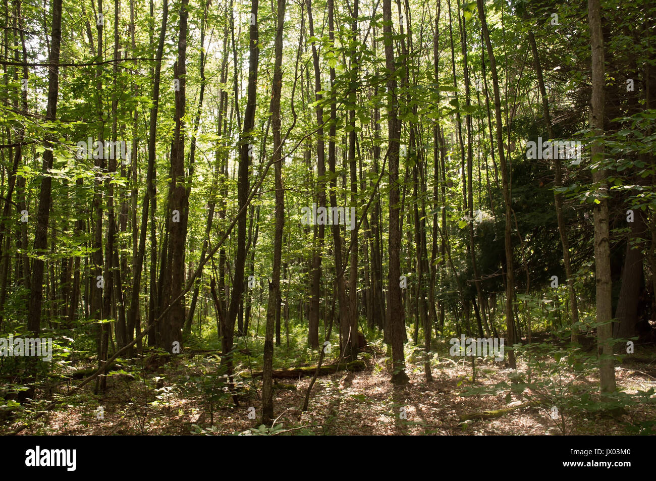 Sunlight through woodland trees hi-res stock photography and images - Alamy