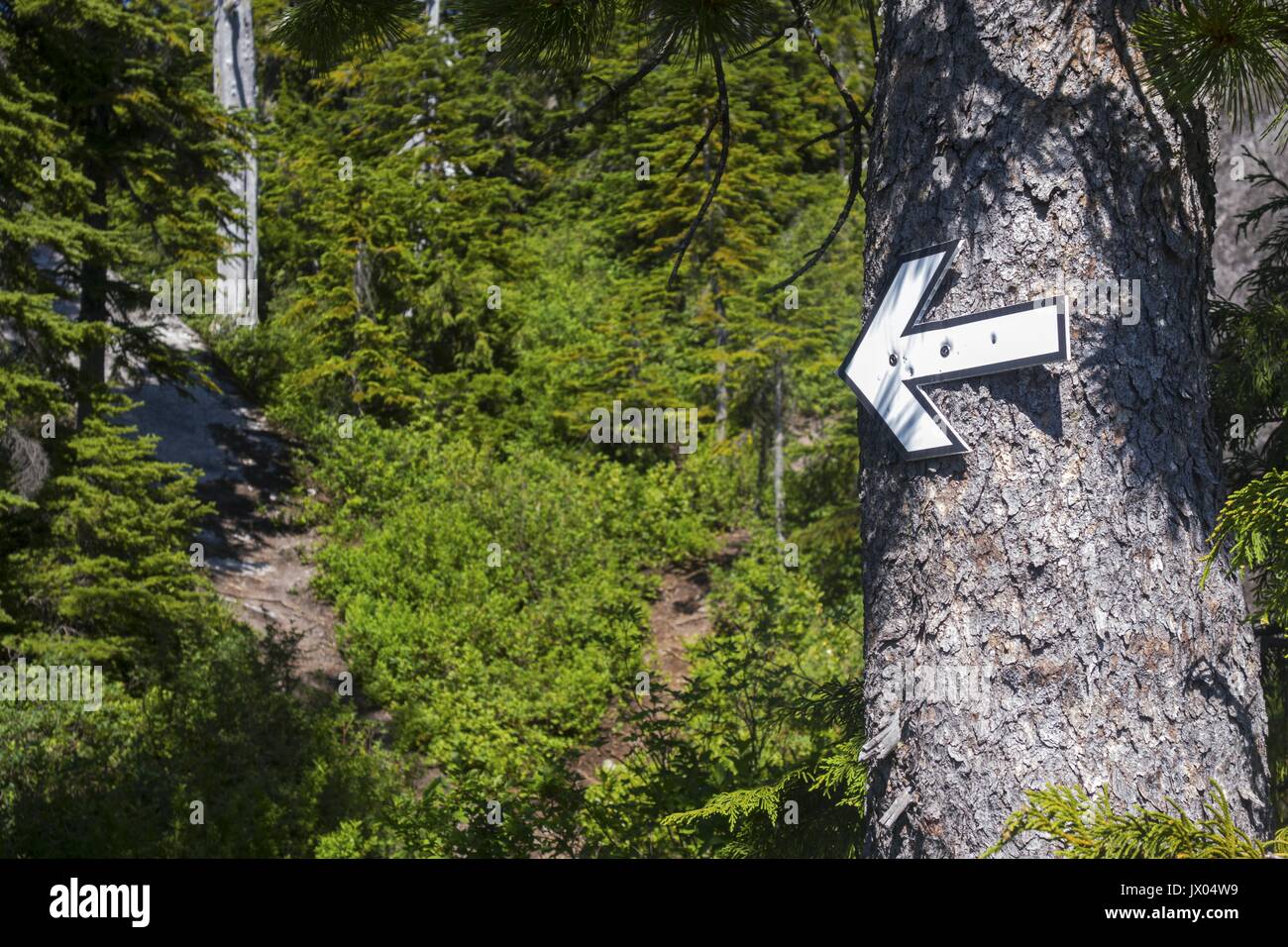 Big White Arrow Tree Sign pointing Hiking Trail Direction in Green Forest Landscape.  Coast Mountains Pacific Northwest British Columbia Canada Stock Photo