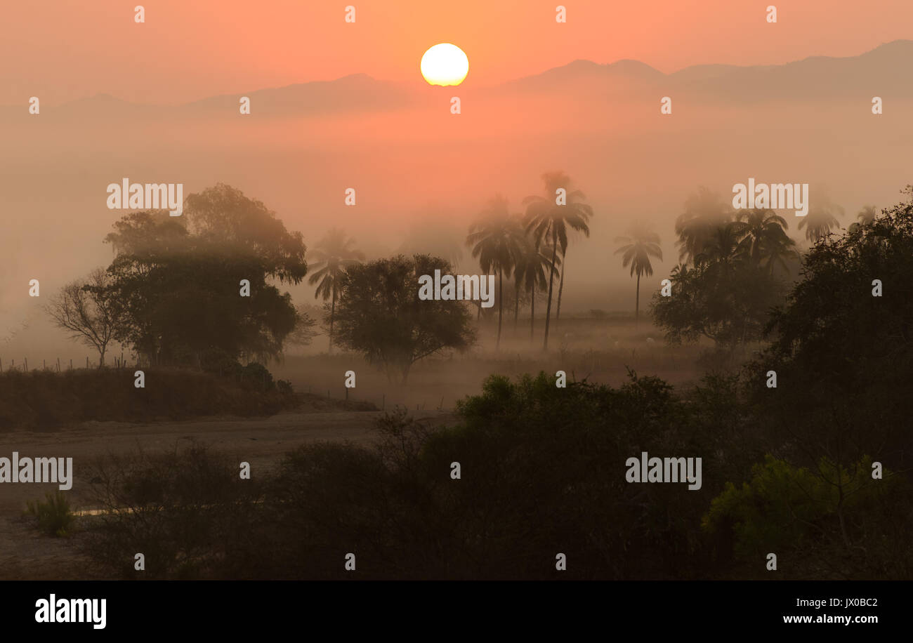 Sunrise with palm trees hi-res stock photography and images - Alamy