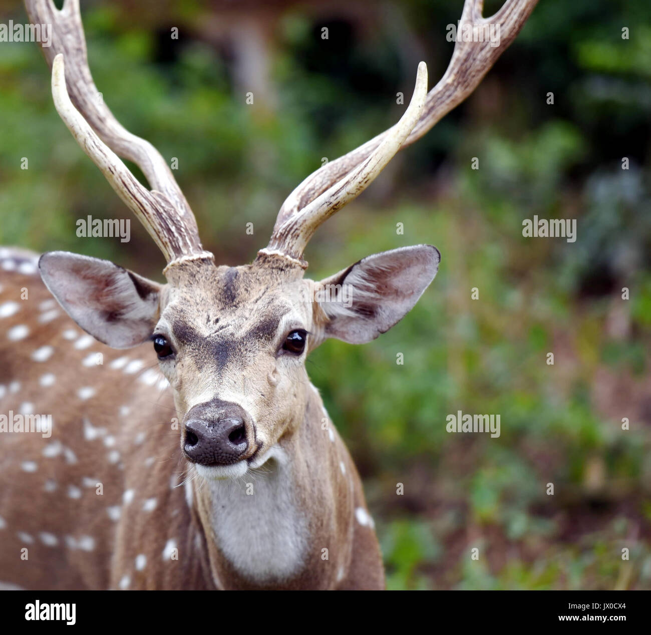 Spotted deer at Bannerghatta Biological Park, Bengaluru. Stock Photo