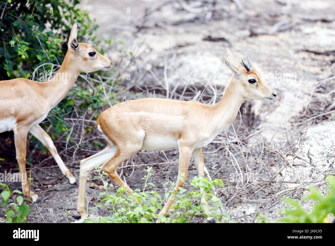 Blackbucks at Bannerghatta Biological Park, Bengaluru. Stock Photo