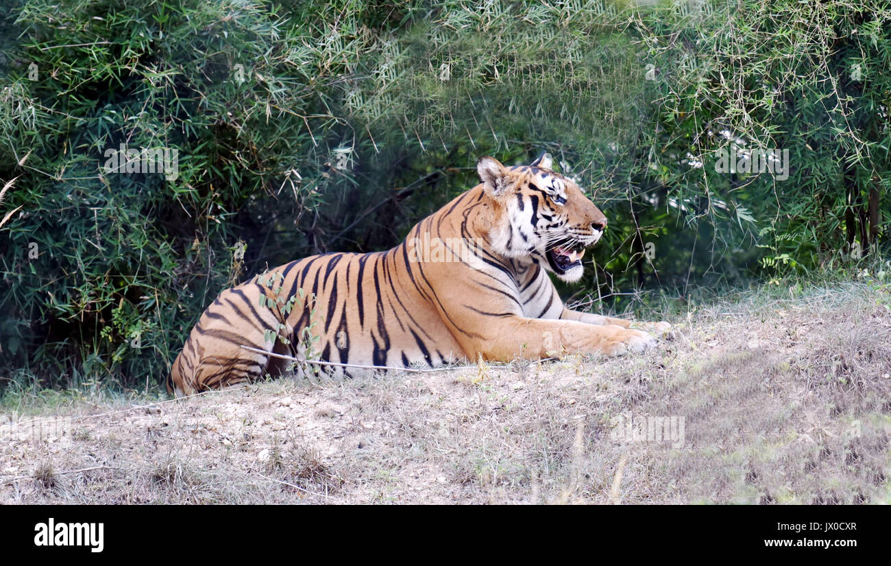 Tiger at Bannerghatta Biological Park, Bengaluru Stock Photo