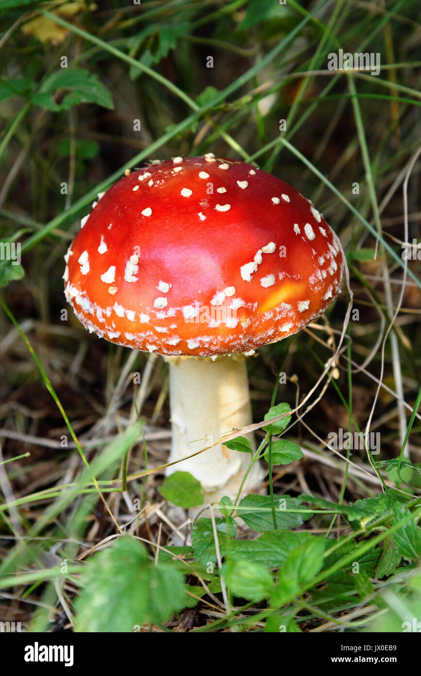 Red Fly Agaric Mushroom in Grass Stock Photo